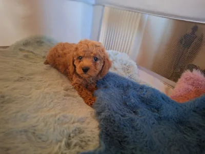 Caniche Nain - Pudel Miniature M