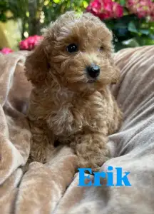 Poodle Miniature - Erik