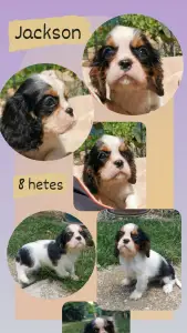 Cavalier King Charles spániel - Jackson