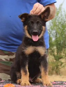 German Shepherd Dog - Venom