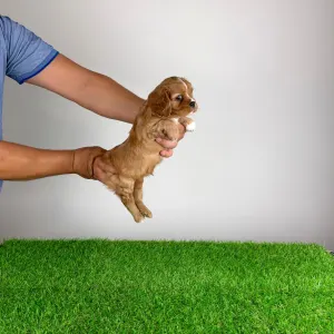 Cavalier King Charles Spaniel - Weeny