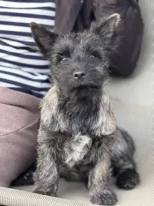Cairn Terrier - Smashing Hearts
