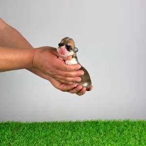 Pembroke Welsh Corgi - Wolf