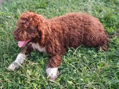 Wasserhund der Romagna - Ava