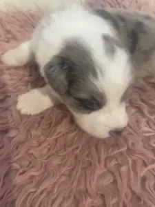 Border Collie - Sable Merle Kan