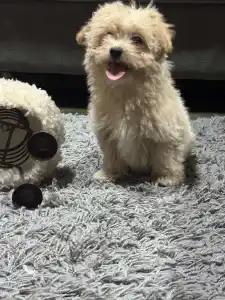 Cavapoo - Cuki