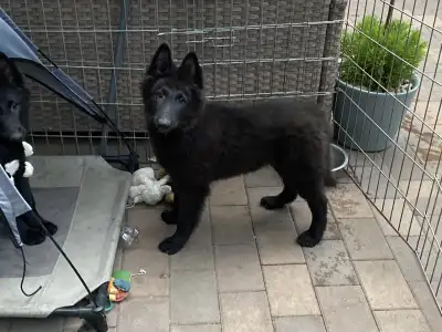 Belga juhászkutya - Gerőcsvári Black Diamond Hanna