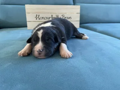 Australian Shepherd - Honour For The Brave....