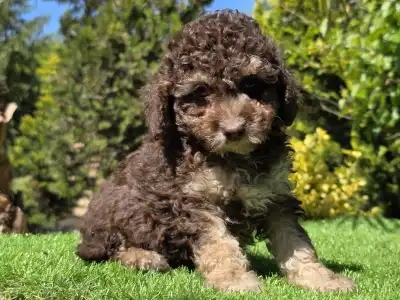 Cavapoo - Fedra
