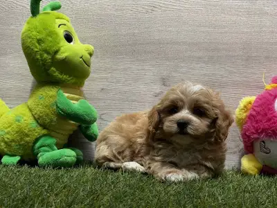 Maltipoo - Peppa