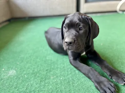Cane Corso Italiano - Beatrice