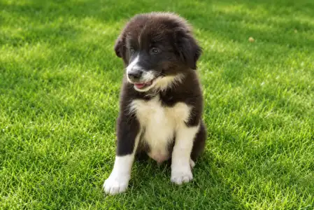 Border Collie - Dax Fmg