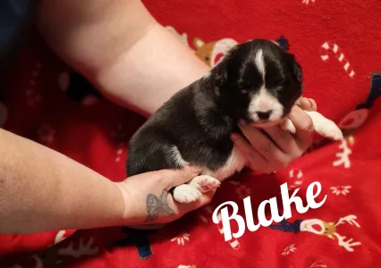 Border Collie - Blake