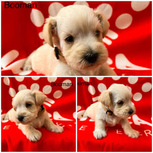 Miniature Schnauzer - Booman