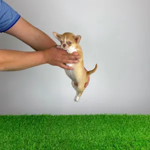 Chihuahua - Zimba 