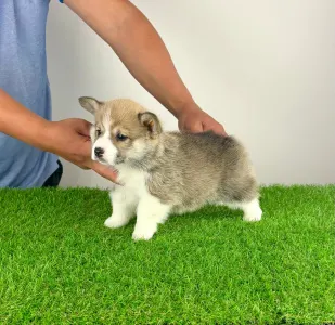 Welsh Corgi Pembroke - Zyrus