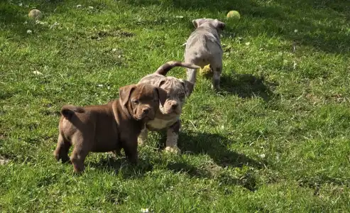 Amerikai Bully - Pocket - Ak Bully Zen