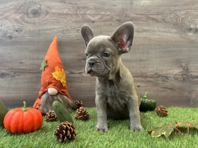 French Bulldog - Maya 