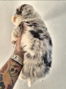 Australian Shepherd - Bubu