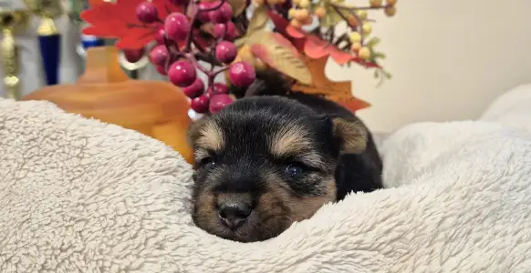 Yorkshire Terrier - Mercedes Amg Of Midsummer Nights Miracle