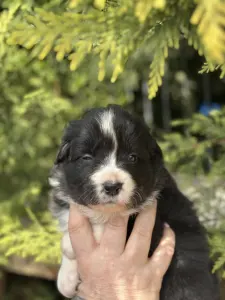 Border Collie - Blake