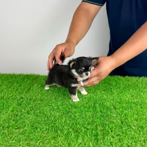 Chihuahua - Nici