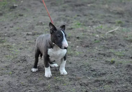 Miniatűr bullterrier - Atlasz