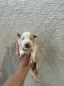 Border Collie - Red Girly