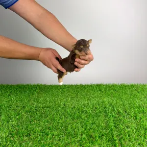 Yorkshire Terrier - Lemoro