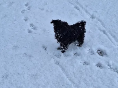 Affenpinscher - Aster