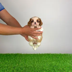 Cavalier King Charles Spaniel - Karosso