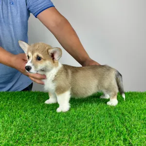 Welsh Corgi Pembroke - Rydia