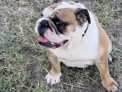 Bulldog - Legendary Winners Lasa