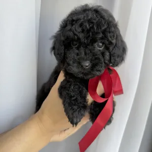 Той-пудель - Redginia Roysl Legend Of The Kanis