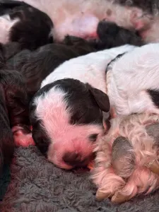 Spanischer Wasserhund - Egyszer Volt Hol Nem Volt