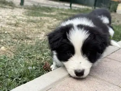 Border Collie - Fields Of Treasure Blossom Breeze