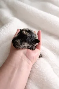 Mudi - Vesszőshalmi Pisznice