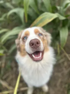 Australian Shepherd - Budnat Aussies