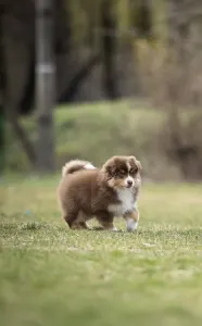 Miniature American Shepherd - Once In A Dream Mini’s Booster Zuma