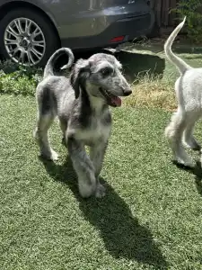 Afghanischer Windhund - Ubauro