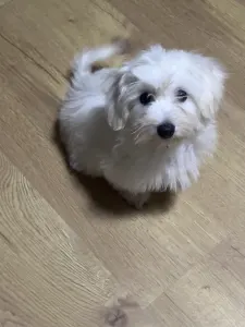 Coton de Tulear - Bubble