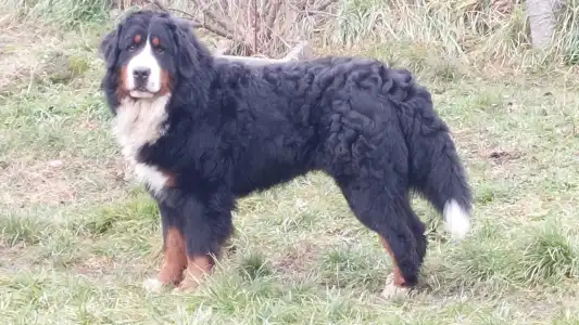 Bernese Mountain Dog - Eddie