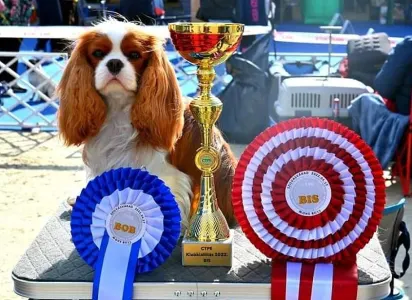 Cavalier King Charles Spaniel - Redstone Cavalier