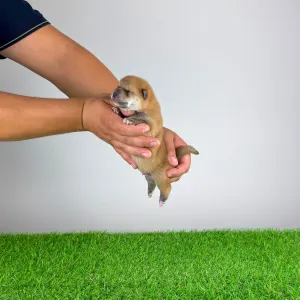 Shiba inu - Yuji
