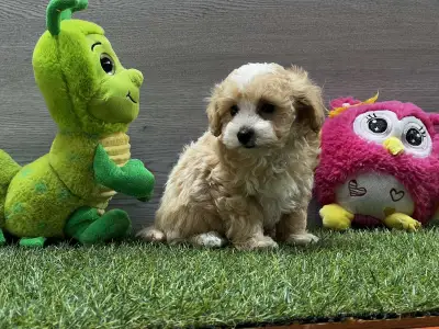 Maltipoo - Pajti