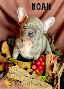 Französische Bulldogge - Noah