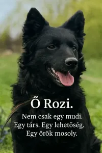 Mudi - Rozi