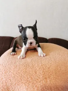 Boston Terrier - Wide Wings Bunny