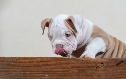 Amerikai Bully - Exotic - American Bully Hot & Top