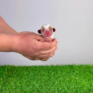 Кавалер кинг-чарльз-спаниель - Helen 